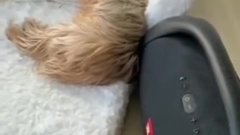 Scaring dog with massive speaker