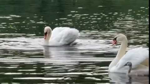 the beauty of swans