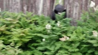 Black Bear Climbs Fences Through Neighborhood