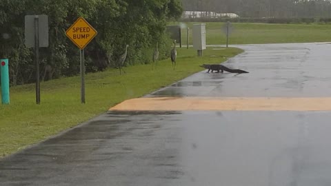 Alligator Vs. Crane