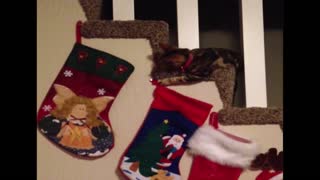Cat steals christmas stocking