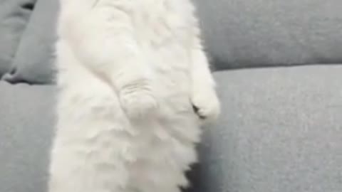 Cat wow dancing