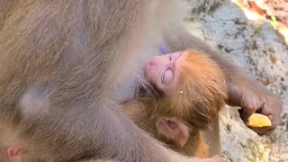 mother monkey eats eggs!