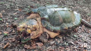 Florida's FWC highlights discovery of massive new species of snapping turtle