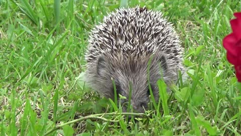 The hedgehog is beautiful. Oh, what a sharp thorn