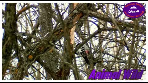 woodpecker White-backed woodpecker