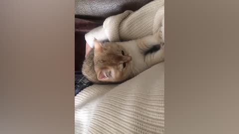 Cat gives owner a massage