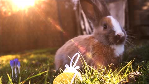 Lovely rabbit on sunset