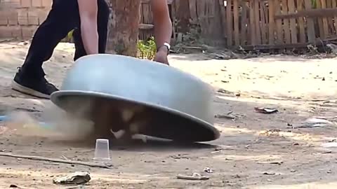 #funny #funnyanimalvideo#comdie