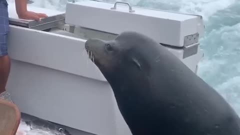 Sea lion leaps onto boat for fish