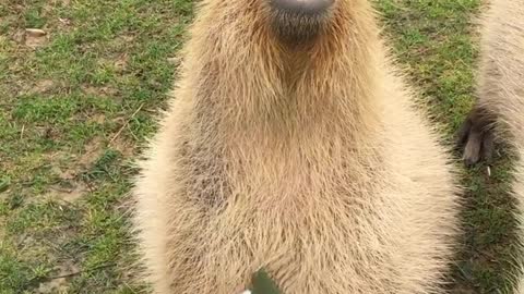 Capybaras Think They Are In Heaven While Being Scratched