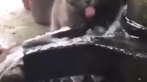 Cats drink water