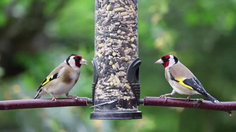 Goldfinches Eating