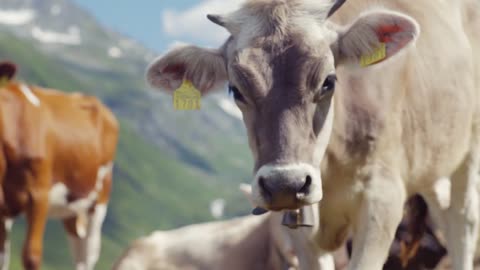 A large alpine cow is gazing the grass and the herd is resting on the Alpine meadow,