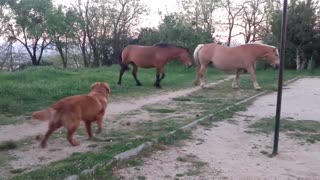 Perro es presentado a un par de caballos. Espera a ver lo que pasa después