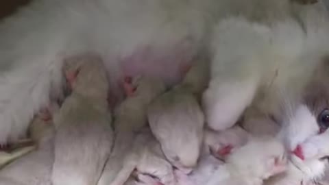 Cat gave birth to 7 puppies.