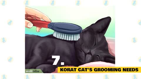 Korat Cats 101 : Fun Facts & Myths