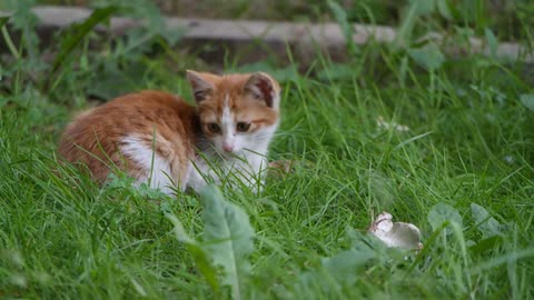 Focused Cat In Lawn