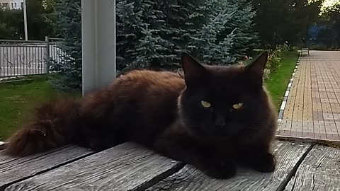 Black Cat with Glowing Eyes