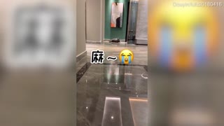 Pet cat Fu Fu appears to 'cry' into security camera after being left at home alone during holiday