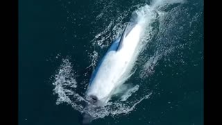 A White Orca