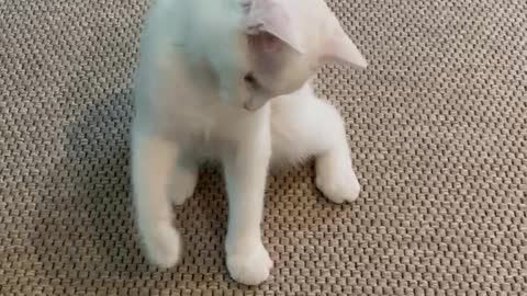 cute white cat playing with toys