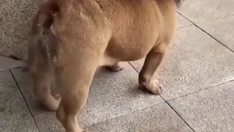 Funny dog video as lion