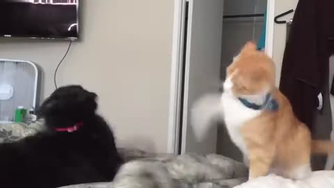 Amazing Cat's slaps fastest