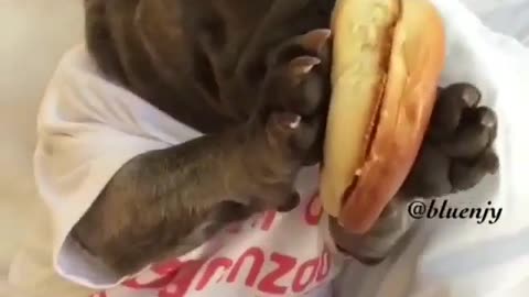 Dog and bread