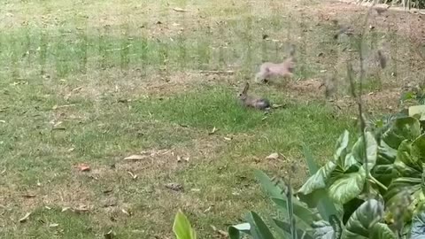 Hawk hunting rabbits