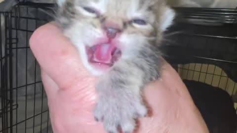 Kitten crying Toddler