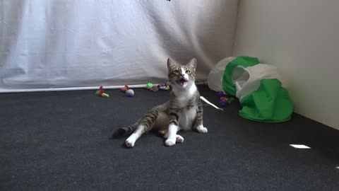 Cute Kitten Is Crazy about His Toys