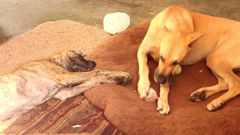 Cachorro frustrado quiere el hueso de su hermano