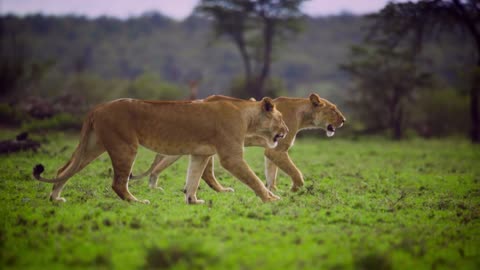 "Graceful Lionesses Stroll in Tandem 🦁🦁"