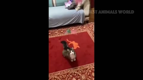 Funny Cats And Dogs Videos 😁 - BEST Funny Animal Videos 2024 🥰#5