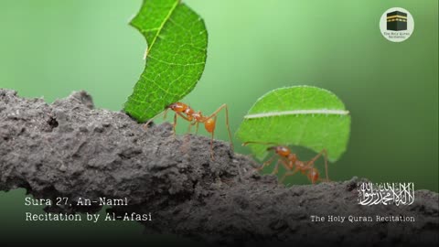 Holy Quran - Sura 27, An-Naml (The Ant) - Recitation by Al-Afasi