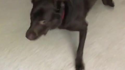 Black dog red collar spins around rapidly on white carpet