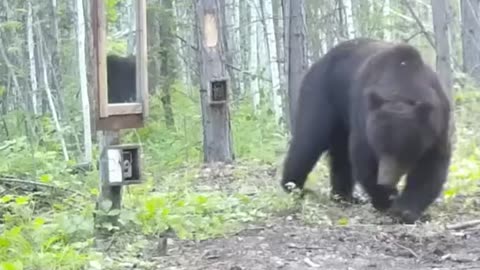How a bear reacts to a mirror in the forest.