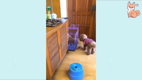 Smart Dog help his buddy!!