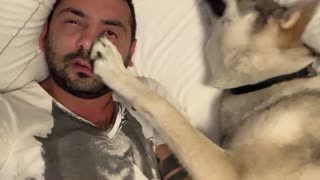 Husky wakes up owner in rudest possible way