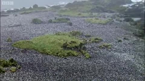 Royal "Pengwings" Penguins | Benedict Cumberbatch narrates South Pacific | BBC Earth