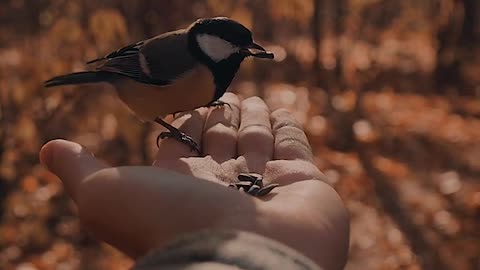 Feeding the birds in the jungle