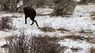 Dog Makes a New Feathered Friend