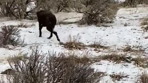 Dog Makes a New Feathered Friend