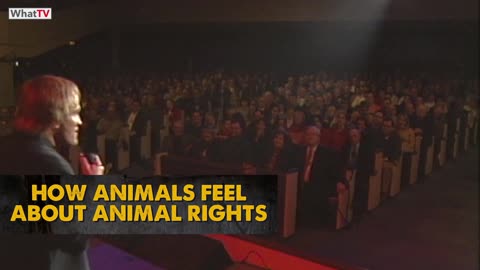 Brad Stine - How Animals Feel About Animal Rights