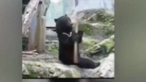 ninja bear
