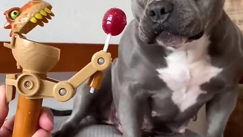 Dog puppy 🐈 and Toy 🧸 funny video Comprei um Brinquedo Novo para Minha American Bully maoriblue
