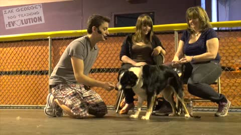Dog Training 101 : How to Train ANY DOG the Basics