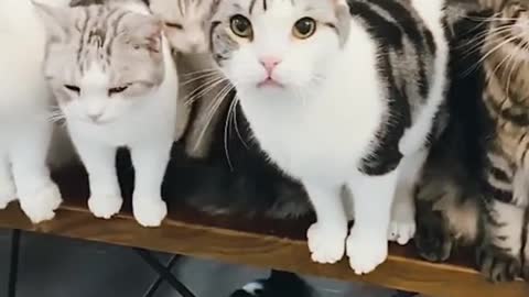 Miaow family