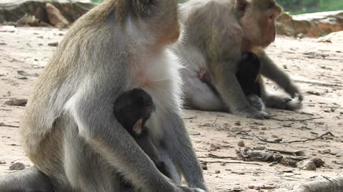 mother with Babe monkey